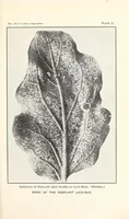 Picture 5 of 8 from The eggplant lace-bug (1915), leaf 9