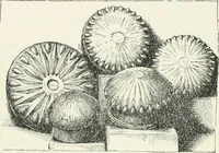 An illustration from Egyptian ceramic art : the MacGregor collection ; a contribution towards the history of Egyptian pottery (1898)
