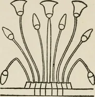 An illustration from Egyptian decorative art : a course of lectures delivered at the Royal Institution /by W.M. Flinders Petrie (1920)