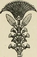 An illustration from Egyptian decorative art : a course of lectures delivered at the Royal Institution /by W.M. Flinders Petrie (1920)