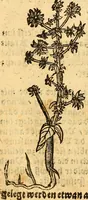 An illustration from Ein newer Albertus Magnus. Von Weybern vnd Geburten der Kinder, sampt jhren Artzneyen. Auch von Tugenden etlicher fürnemer Kreüter, vnd von Krafft der Edlen Gestein. Von art vnd Natur etlicher Thier. Mit sampt einem bewerten Regiment für die Pestilentz. Alles auffs new gebessert, durch Q. Apollinarem (1602)