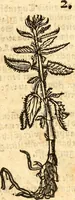 An illustration from Ein newer Albertus Magnus. Von Weybern vnd Geburten der Kinder, sampt jhren Artzneyen. Auch von Tugenden etlicher fürnemer Kreüter, vnd von Krafft der Edlen Gestein. Von art vnd Natur etlicher Thier. Mit sampt einem bewerten Regiment für die Pestilentz. Alles auffs new gebessert, durch Q. Apollinarem (1602)