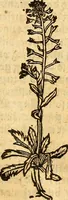 An illustration from Ein newer Albertus Magnus. Von Weybern vnd Geburten der Kinder, sampt jhren Artzneyen. Auch von Tugenden etlicher fürnemer Kreüter, vnd von Krafft der Edlen Gestein. Von art vnd Natur etlicher Thier. Mit sampt einem bewerten Regiment für die Pestilentz. Alles auffs new gebessert, durch Q. Apollinarem (1602)