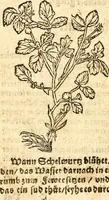 An illustration from Ein newer Albertus Magnus. Von Weybern vnd Geburten der Kinder, sampt jhren Artzneyen. Auch von Tugenden etlicher fürnemer Kreüter, vnd von Krafft der Edlen Gestein. Von art vnd Natur etlicher Thier. Mit sampt einem bewerten Regiment für die Pestilentz. Alles auffs new gebessert, durch Q. Apollinarem (1602)