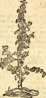 An illustration from Ein newer Albertus Magnus. Von Weybern vnd Geburten der Kinder, sampt jhren Artzneyen. Auch von Tugenden etlicher fürnemer Kreüter, vnd von Krafft der Edlen Gestein. Von art vnd Natur etlicher Thier. Mit sampt einem bewerten Regiment für die Pestilentz. Alles auffs new gebessert, durch Q. Apollinarem (1602)