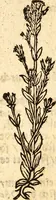 An illustration from Ein newer Albertus Magnus. Von Weybern vnd Geburten der Kinder, sampt jhren Artzneyen. Auch von Tugenden etlicher fürnemer Kreüter, vnd von Krafft der Edlen Gestein. Von art vnd Natur etlicher Thier. Mit sampt einem bewerten Regiment für die Pestilentz. Alles auffs new gebessert, durch Q. Apollinarem (1602)