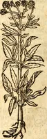 An illustration from Ein newer Albertus Magnus. Von Weybern vnd Geburten der Kinder, sampt jhren Artzneyen. Auch von Tugenden etlicher fürnemer Kreüter, vnd von Krafft der Edlen Gestein. Von art vnd Natur etlicher Thier. Mit sampt einem bewerten Regiment für die Pestilentz. Alles auffs new gebessert, durch Q. Apollinarem (1602)