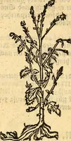 An illustration from Ein newer Albertus Magnus. Von Weybern vnd Geburten der Kinder, sampt jhren Artzneyen. Auch von Tugenden etlicher fürnemer Kreüter, vnd von Krafft der Edlen Gestein. Von art vnd Natur etlicher Thier. Mit sampt einem bewerten Regiment für die Pestilentz. Alles auffs new gebessert, durch Q. Apollinarem (1602)