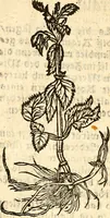 An illustration from Ein newer Albertus Magnus. Von Weybern vnd Geburten der Kinder, sampt jhren Artzneyen. Auch von Tugenden etlicher fürnemer Kreüter, vnd von Krafft der Edlen Gestein. Von art vnd Natur etlicher Thier. Mit sampt einem bewerten Regiment für die Pestilentz. Alles auffs new gebessert, durch Q. Apollinarem (1602)