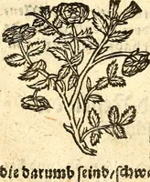 An illustration from Ein newer Albertus Magnus. Von Weybern vnd Geburten der Kinder, sampt jhren Artzneyen. Auch von Tugenden etlicher fürnemer Kreüter, vnd von Krafft der Edlen Gestein. Von art vnd Natur etlicher Thier. Mit sampt einem bewerten Regiment für die Pestilentz. Alles auffs new gebessert, durch Q. Apollinarem (1602)
