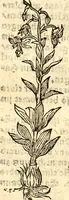 An illustration from Ein newer Albertus Magnus. Von Weybern vnd Geburten der Kinder, sampt jhren Artzneyen. Auch von Tugenden etlicher fürnemer Kreüter, vnd von Krafft der Edlen Gestein. Von art vnd Natur etlicher Thier. Mit sampt einem bewerten Regiment für die Pestilentz. Alles auffs new gebessert, durch Q. Apollinarem (1602)