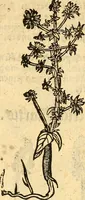 An illustration from Ein newer Albertus Magnus. Von Weybern vnd Geburten der Kinder, sampt jhren Artzneyen. Auch von Tugenden etlicher fürnemer Kreüter, vnd von Krafft der Edlen Gestein. Von art vnd Natur etlicher Thier. Mit sampt einem bewerten Regiment für die Pestilentz. Alles auffs new gebessert, durch Q. Apollinarem (1602)