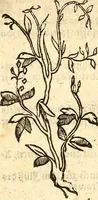An illustration from Ein newer Albertus Magnus. Von Weybern vnd Geburten der Kinder, sampt jhren Artzneyen. Auch von Tugenden etlicher fürnemer Kreüter, vnd von Krafft der Edlen Gestein. Von art vnd Natur etlicher Thier. Mit sampt einem bewerten Regiment für die Pestilentz. Alles auffs new gebessert, durch Q. Apollinarem (1602)