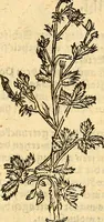 An illustration from Ein newer Albertus Magnus. Von Weybern vnd Geburten der Kinder, sampt jhren Artzneyen. Auch von Tugenden etlicher fürnemer Kreüter, vnd von Krafft der Edlen Gestein. Von art vnd Natur etlicher Thier. Mit sampt einem bewerten Regiment für die Pestilentz. Alles auffs new gebessert, durch Q. Apollinarem (1602)