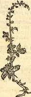 An illustration from Ein newer Albertus Magnus. Von Weybern vnd Geburten der Kinder, sampt jhren Artzneyen. Auch von Tugenden etlicher fürnemer Kreüter, vnd von Krafft der Edlen Gestein. Von art vnd Natur etlicher Thier. Mit sampt einem bewerten Regiment für die Pestilentz. Alles auffs new gebessert, durch Q. Apollinarem (1602)