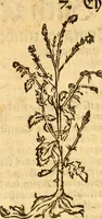 An illustration from Ein newer Albertus Magnus. Von Weybern vnd Geburten der Kinder, sampt jhren Artzneyen. Auch von Tugenden etlicher fürnemer Kreüter, vnd von Krafft der Edlen Gestein. Von art vnd Natur etlicher Thier. Mit sampt einem bewerten Regiment für die Pestilentz. Alles auffs new gebessert, durch Q. Apollinarem (1602)
