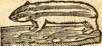 An illustration from Ein newer Albertus Magnus. Von Weybern vnd Geburten der Kinder, sampt jhren Artzneyen. Auch von Tugenden etlicher fürnemer Kreüter, vnd von Krafft der Edlen Gestein. Von art vnd Natur etlicher Thier. Mit sampt einem bewerten Regiment für die Pestilentz. Alles auffs new gebessert, durch Q. Apollinarem (1602)