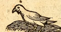 An illustration from Ein newer Albertus Magnus. Von Weybern vnd Geburten der Kinder, sampt jhren Artzneyen. Auch von Tugenden etlicher fürnemer Kreüter, vnd von Krafft der Edlen Gestein. Von art vnd Natur etlicher Thier. Mit sampt einem bewerten Regiment für die Pestilentz. Alles auffs new gebessert, durch Q. Apollinarem (1602)