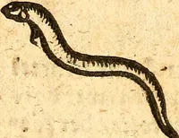 An illustration from Ein newer Albertus Magnus. Von Weybern vnd Geburten der Kinder, sampt jhren Artzneyen. Auch von Tugenden etlicher fürnemer Kreüter, vnd von Krafft der Edlen Gestein. Von art vnd Natur etlicher Thier. Mit sampt einem bewerten Regiment für die Pestilentz. Alles auffs new gebessert, durch Q. Apollinarem (1602)