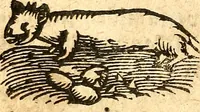 An illustration from Ein newer Albertus Magnus. Von Weybern vnd Geburten der Kinder, sampt jhren Artzneyen. Auch von Tugenden etlicher fürnemer Kreüter, vnd von Krafft der Edlen Gestein. Von art vnd Natur etlicher Thier. Mit sampt einem bewerten Regiment für die Pestilentz. Alles auffs new gebessert, durch Q. Apollinarem (1602)