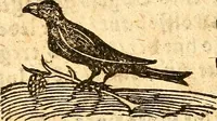 An illustration from Ein newer Albertus Magnus. Von Weybern vnd Geburten der Kinder, sampt jhren Artzneyen. Auch von Tugenden etlicher fürnemer Kreüter, vnd von Krafft der Edlen Gestein. Von art vnd Natur etlicher Thier. Mit sampt einem bewerten Regiment für die Pestilentz. Alles auffs new gebessert, durch Q. Apollinarem (1602)