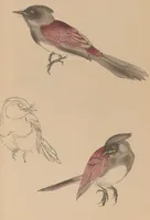 An illustration from Eishō hyakuchō gafu (1913)