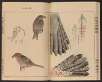 Picture 8 of 11 from Eishō hyakuchō gafu (1913), leaf 18