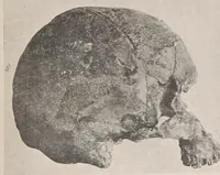 An illustration from El cráneo fósil de Arrecifes : (Provincia de Buenos Aires) : atribuído a la formación pampeana superior (1907)