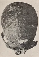 An illustration from El cráneo fósil de Arrecifes : (Provincia de Buenos Aires) : atribuído a la formación pampeana superior (1907)