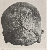 An illustration from El cráneo fósil de Arrecifes : (Provincia de Buenos Aires) : atribuído a la formación pampeana superior (1907)