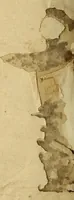 An illustration from El derecho de antiguedad del Colegio Real de San Martin de la Ciudad de los Reyes en el Piru (1619)