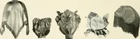 An illustration from Electric fixtures & glassware : F & G section, 13th ed. (1911)