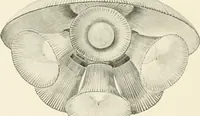 An illustration from Electric fixtures & glassware : F & G section, 13th ed. (1911)