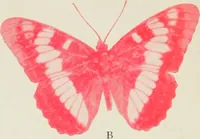 An illustration from Flame, electricity and the camera; man's progress from the first kindling of fire to the wireless telegraph and the photography of color (1900)