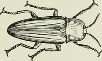 Picture 34 of 78 from Flame, electricity and the camera; man's progress from the first kindling of fire to the wireless telegraph and the photography of color (1900), leaf 166