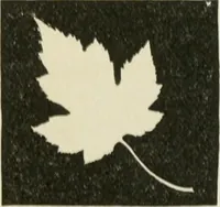 Picture 54 of 78 from Flame, electricity and the camera; man's progress from the first kindling of fire to the wireless telegraph and the photography of color (1900), leaf 314