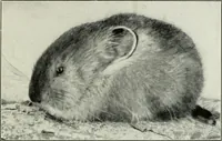 Picture 61 of 78 from Flame, electricity and the camera; man's progress from the first kindling of fire to the wireless telegraph and the photography of color (1900), leaf 354