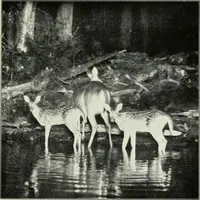 Picture 62 of 78 from Flame, electricity and the camera; man's progress from the first kindling of fire to the wireless telegraph and the photography of color (1900), leaf 354
