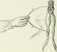 Picture 41 of 122 from Electricity for public schools and colleges (1891), leaf 191