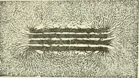 Picture 45 of 152 from Electricity and magnetism : an elementary text-book, theoretical and practical (1920), leaf 143