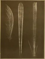 An illustration from Electro astronomical atlas ... with explanatory notes, questions and answers (1874)