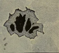 An illustration from Electro astronomical atlas ... with explanatory notes, questions and answers (1874)
