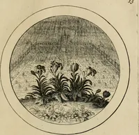 Picture 14 of 42 from Elegantissimorum emblematum corpusculum Latinis Belgicisque versibus elucidatum. Versameling van uytgeleesene sinne-beelden met latynse en nederduitse verklaringen in rym (1696), leaf 30