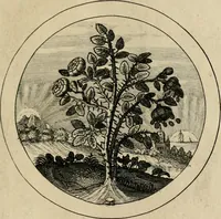 Picture 16 of 42 from Elegantissimorum emblematum corpusculum Latinis Belgicisque versibus elucidatum. Versameling van uytgeleesene sinne-beelden met latynse en nederduitse verklaringen in rym (1696), leaf 34