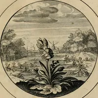 Picture 20 of 42 from Elegantissimorum emblematum corpusculum Latinis Belgicisque versibus elucidatum. Versameling van uytgeleesene sinne-beelden met latynse en nederduitse verklaringen in rym (1696), leaf 42