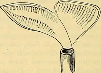An illustration from Elektrizitäts-Durchgang in Gasen : (1906)