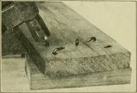 An illustration from Elementary cabinetwork for manual training classes (1909)