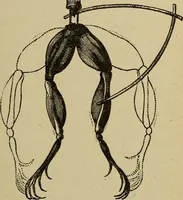 An illustration from Elementary lessons in electricity and magnetism (1906)