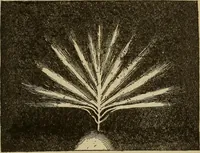 An illustration from Elementary lessons in electricity and magnetism (1906)