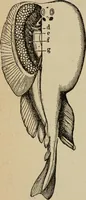 An illustration from Elementary lessons in electricity and magnetism (1906)